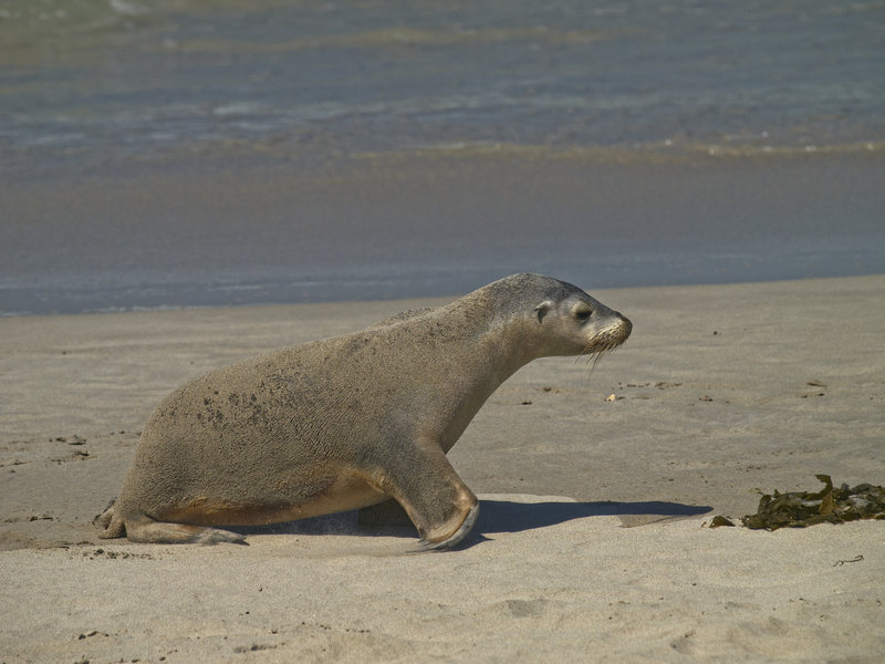 Kangaroo Island, Sea Lion